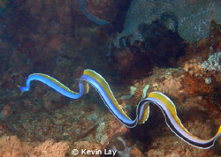 blue ribbon eel swimming,i am told that this eel is also ... by Kevin Lay 